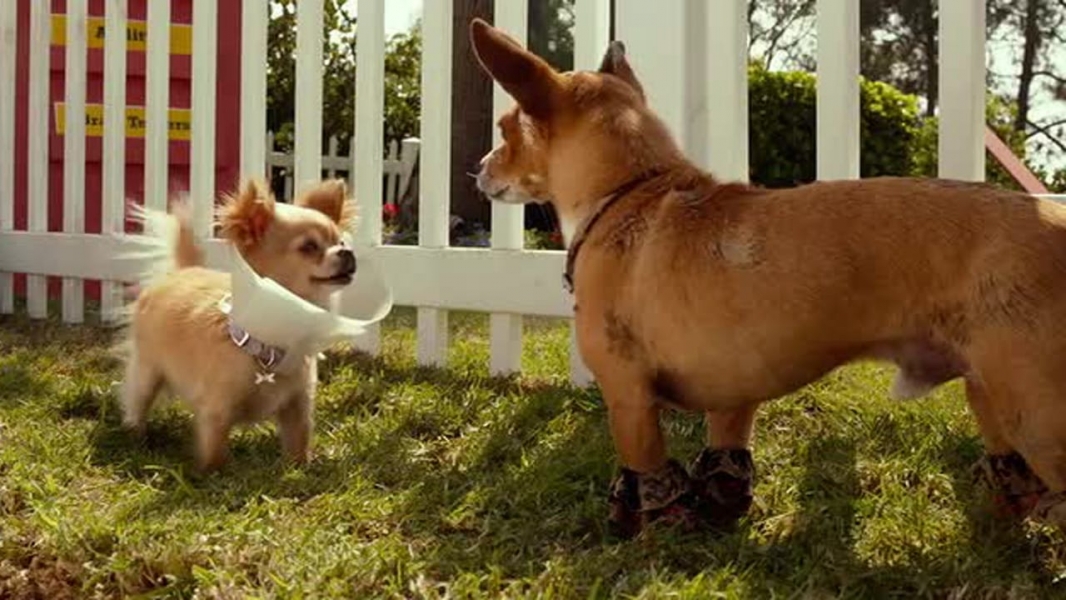 Beverly Hills Chihuahua 3 - Viva La Fiesta!